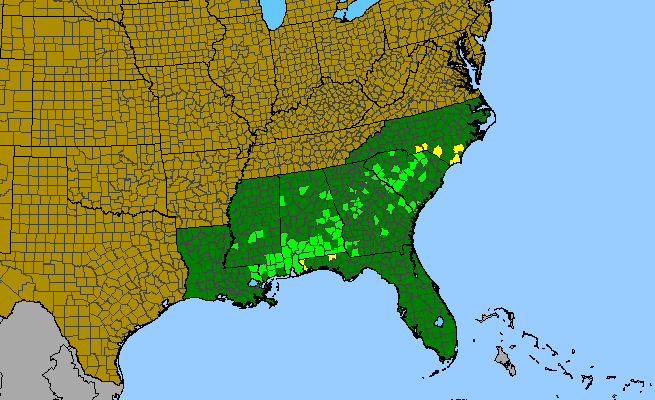 The range of Clinopodium georgianum
